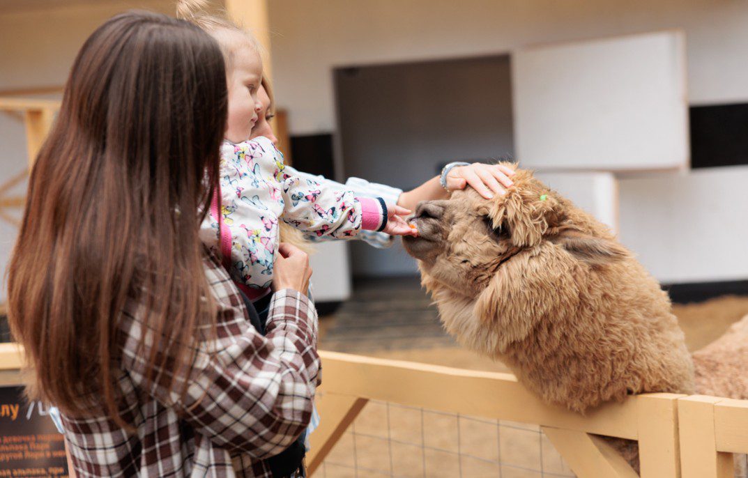 «Альпака Парк» дарит бесплатный вход детям на осенние каникулы 1 1 2