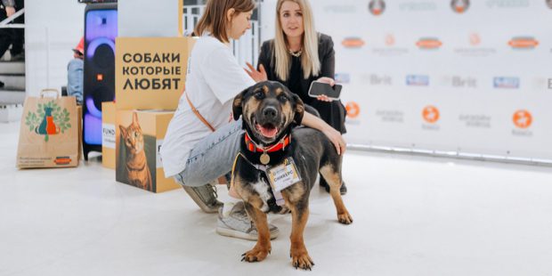 «Собаки, которые любят» в культурном центре «Хлебозавод» 1 a1419383f22f601498fc5fcf8bc4f99e