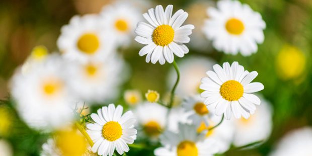 «Ромашка — символ чистоты» в библиотеке № 236 1 3766551b1461684dccf4eb663f57e680