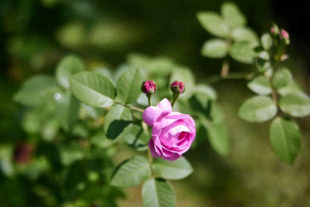 0698a42c94d3a289fab7078c86e3c0c0