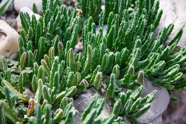 a45d7ed3385ada23f6ec15fb7ee7c241