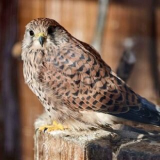 bcb794712cf8e1aae8d24567a5d072f3