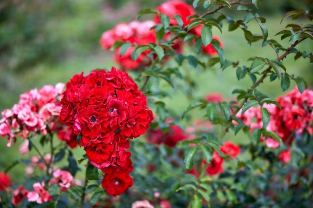 d18fe9fc199145f7a4fa9a1096e73b00