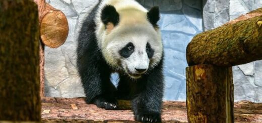 ea3518eed8609d8b614daf937a97d286