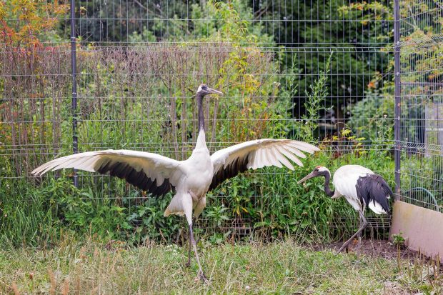 Дети участников СВО посетили центр реабилитации диких животных 6 773ba92a943932b98ea138237c8fba73