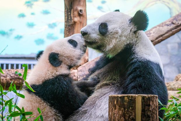 Московский зоопарк подготовил программу в честь первого дня рождения панды Катюши 5 c29bbf4c39887c75143b15b66868ad17