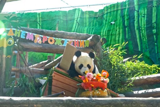 Московский зоопарк подготовил программу в честь первого дня рождения панды Катюши 2 cdada3ec117eaa1769225b063685940e