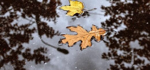 75fc331f0f55f48ce42c0d209ae83606