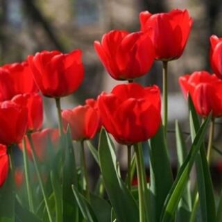 0672c53d9184565b286bd33e6d8f3680