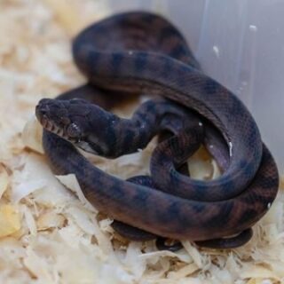 f29de99c804b91400be25c8a1f14bd21