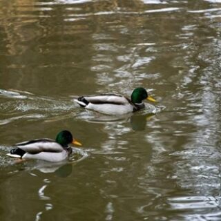 96fb88330ed1d6f8472aebb8388c339e