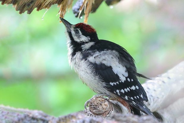 Кедровка, пухляк, воробьиный сычик: какие редкие птицы прилетают на подкормку в столичные парки 2 36f35a8cca2b3f330f3ed16a380525e1
