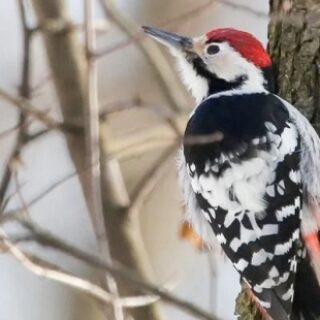 4b80f1a6901ede9e6e9013542396f96f