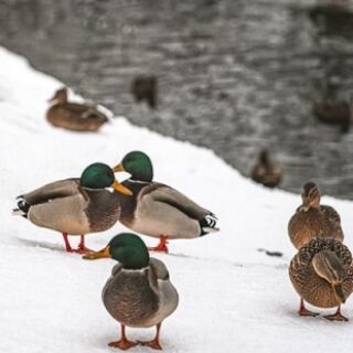 66f45d5dd6e1432a874c669c3eca2875