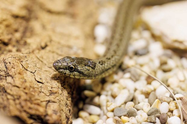 Символ 2025 года: какие виды змей обитают в Московском зоопарке 32 a1d8e325fed2cde2e0d590e82989df53