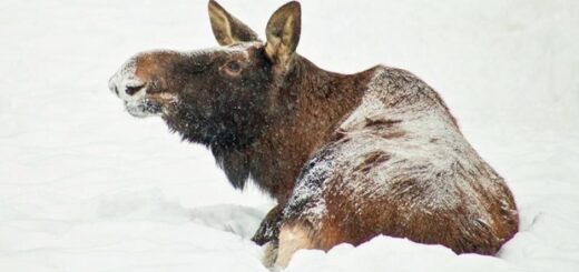 d8bf691dec7448060eee3b13708a3683