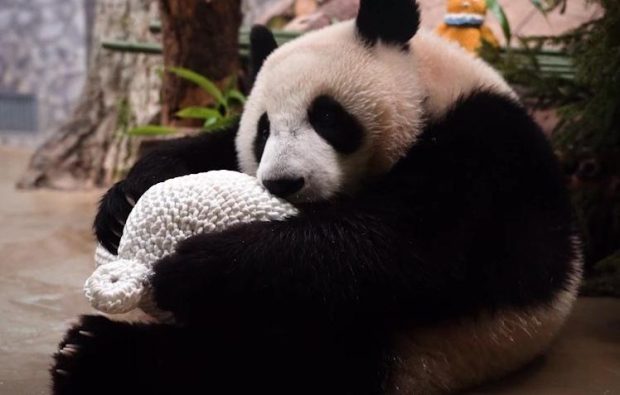 Панды в московском зоопарке получили подарки на китайский Новый год 1 f4da8551eca0e812b7df40be0a474df5