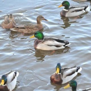 00dff2ca1be8446a0d9b0b826f45c0a8