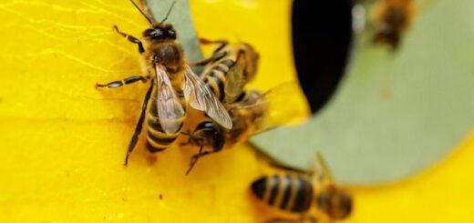 99b18b18112c9c15bd27caa81d2f27d1