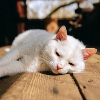 1b453514fe1dcfb73a956b9752518a33