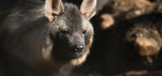 bdccdea97b9971099ded1f312390c8b0