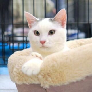 eb2af5e1ba39ec9a9abb622f7efa0b4d