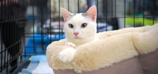 eb2af5e1ba39ec9a9abb622f7efa0b4d