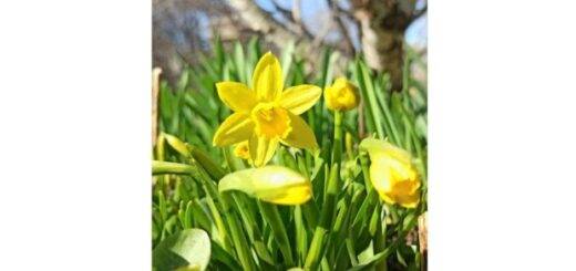 65a9b35ed3ca05b3bfea95b26c8adfdf