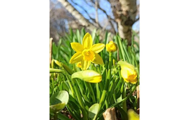 В "Аптекарском огороде" расцвели первые в Москве тюльпаны и нарциссы 1 65a9b35ed3ca05b3bfea95b26c8adfdf