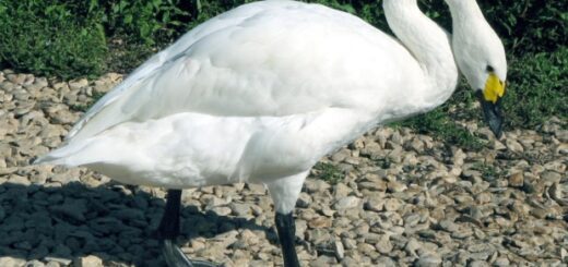 6cab66ca78479b672bea2f17e43d0c44