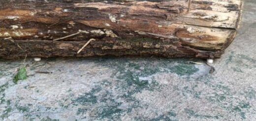 be136bccabd59e1abdebcacf7ae6c003