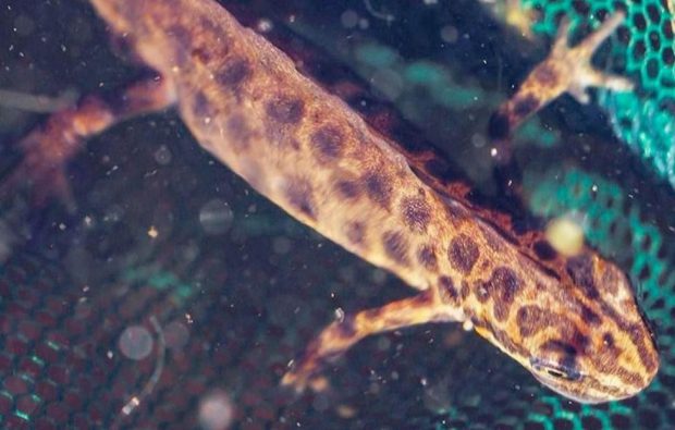 В одном из водоемов в Москве обнаружили краснокнижного тритона 1 5ac004b8909e7294a91765c79f483ceb