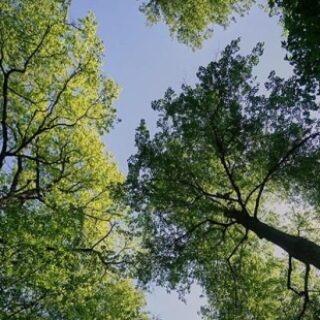 a70b6e07faf006d36579675306bf24fd