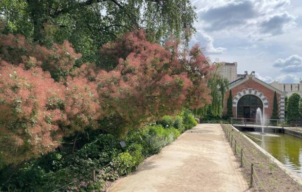 В "Аптекарском огороде" расцвело дымное дерево 1 e7092cd77cc3affc160b1eeed0b948e9