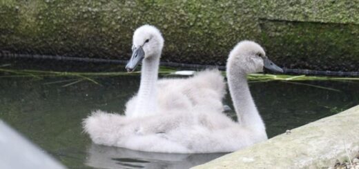 0b6219cf5353479e72597008a5ce6640