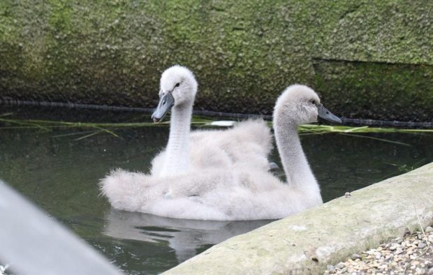 В Московском зоопарке родились птенцы лебедей и краснокнижных японских журавлей 1 0b6219cf5353479e72597008a5ce6640