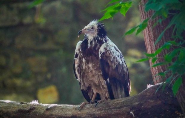 В Московском зоопарке появились два краснокнижных стервятника 1 c76989cc3e87cb00a554af85bd741c8d