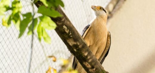 f371c9ab4d0fdf796cbe8ca8db90fdb9