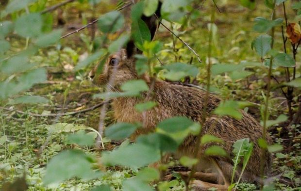 В Северном Тушине зафиксировали краснокнижного зайца-русака 1 1b3a415814d63e8b88c6e0ff0ad4de2e