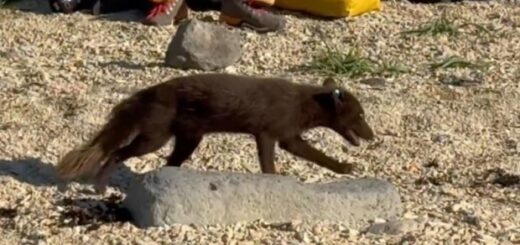 a73abd7786919a284a69eede3372f7e4