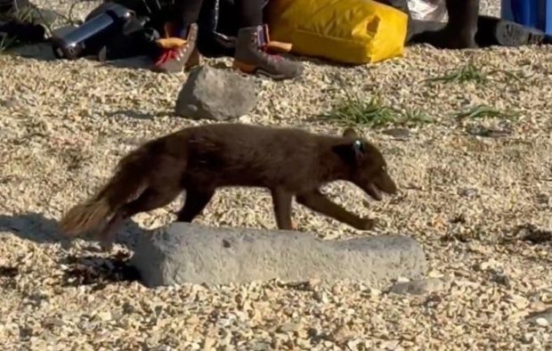 На островах Ушишир исследовали редких медновских песцов 1 a73abd7786919a284a69eede3372f7e4