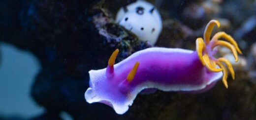 eae64441dea108ede0f004cfce316573