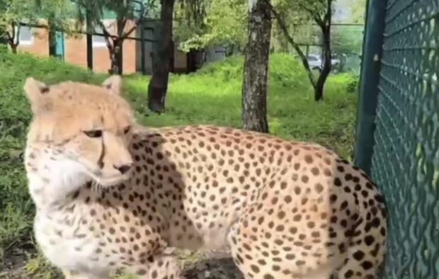 В центр воспроизводства Московского зоопарка приехали два гепарда 1 0245119b92623578f1bcc28f6c954c12