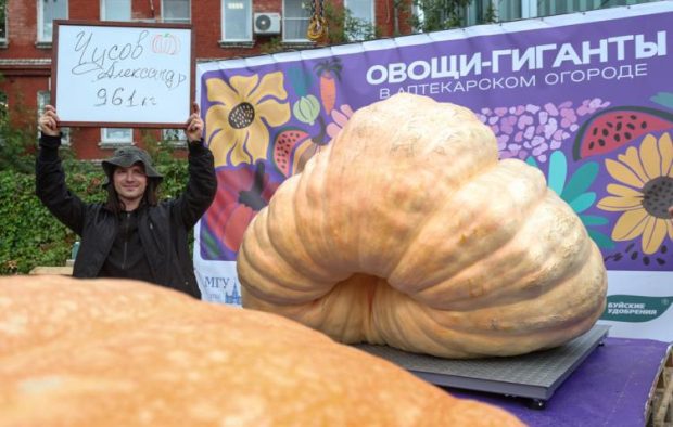 В Москве тыкву-гигант после выставки украсят резьбой 1 6f305879711797b951aa6886a2797a41