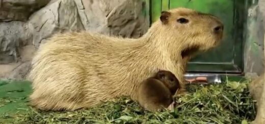 db06cb2b93507c73854bbf263962d598