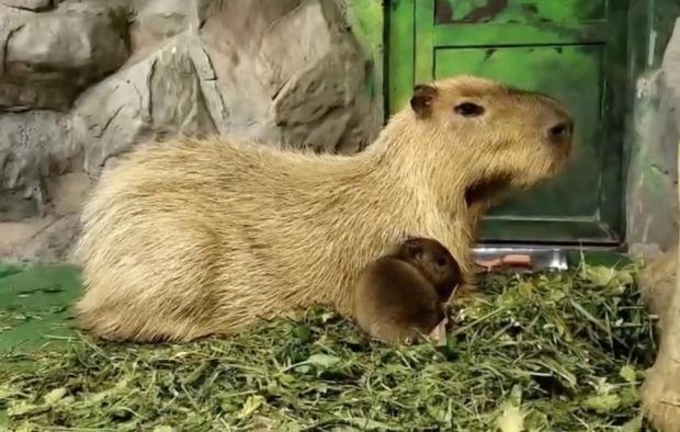 db06cb2b93507c73854bbf263962d598