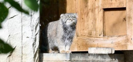 3f23030bbc44a45aa5bfd950078c0e62