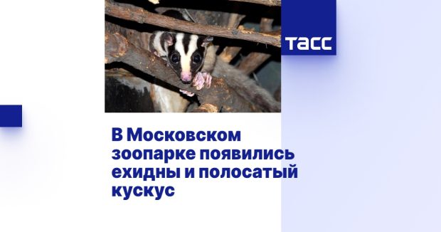 В Московском зоопарке появились ехидны и полосатый кускус 1 9f4684853a81db4d704259d5268877fb