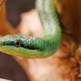 62bbb2c724d4de46ebc8f81675d33b16