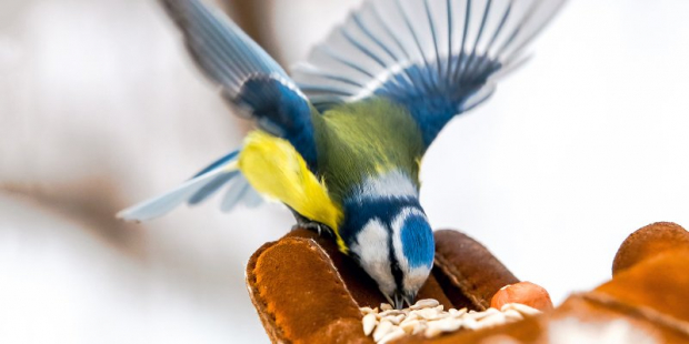 786b19dcf8d9b9466a4bcf7425332e4b